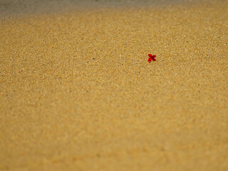 Flor y arena en un día soleado