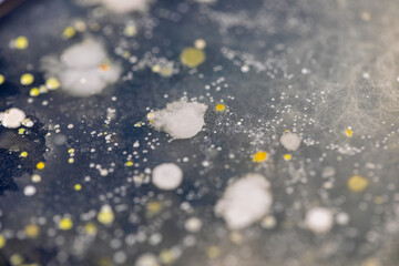 Backgrounds of Characteristics and Different shaped Colony of Bacteria and Mold growing on agar plates from Soil samples for education in Microbiology laboratory.
