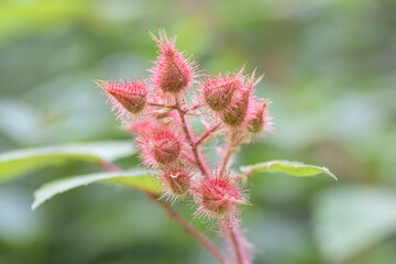 Close up of wild wine raspberry plant with growing fruit