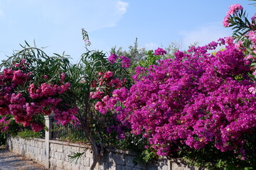 colorful flowers in garden close up shot