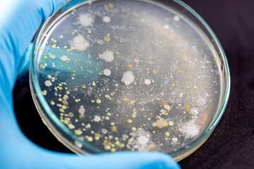 Backgrounds of Characteristics and Different shaped Colony of Bacteria and Mold growing on agar plates from Soil samples for education in Microbiology laboratory.
