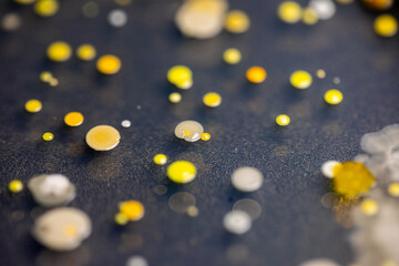 Backgrounds of Characteristics and Different shaped Colony of Bacteria and Mold growing on agar plates from Soil samples for education in Microbiology laboratory.
