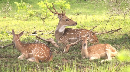 Fleeting Rest of Deers with Rain Forest