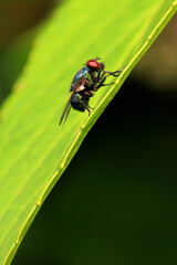 Fly (Chrysomya Megacephala) on Leaves
