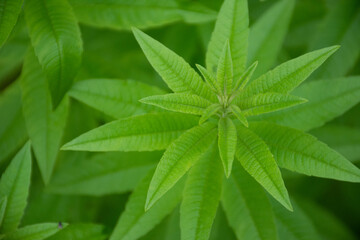 fresh foliage of Lemon Verbena, nice smelling herb in herb garden