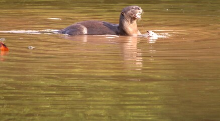 Excited Face of Wild Otter on The River