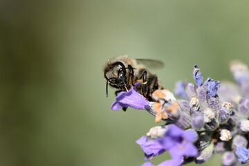 abeille