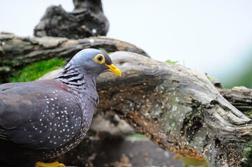 RAMERON PIGEON (Arquatrix columba) 