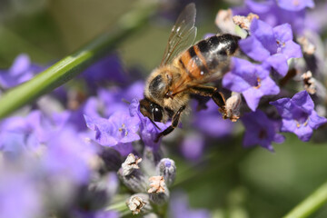 abeille