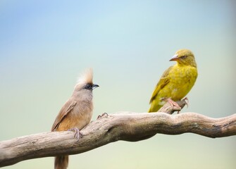 Cape Weaver and Mousebird on branch