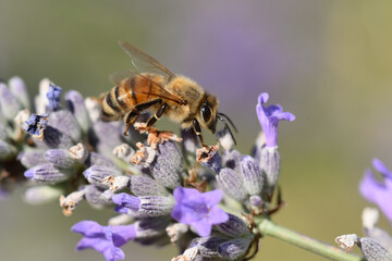 abeille