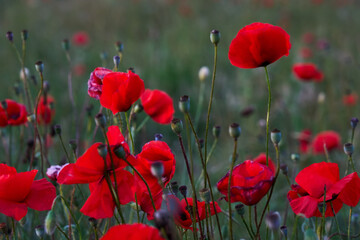 Flowers Red poppies blossom on wild field. Beautiful field red poppies with selective focus
