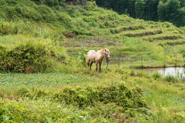 cows in a meadow