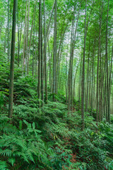 footpath in the forest
