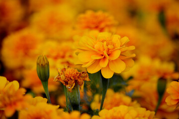  Beautiful flowers on beautiful blurred background Delicate floral background, soft focus selection.