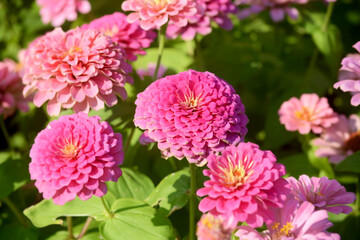 Fototapeta premium Beautiful flowers on beautiful blurred background Delicate floral background, soft focus selection.