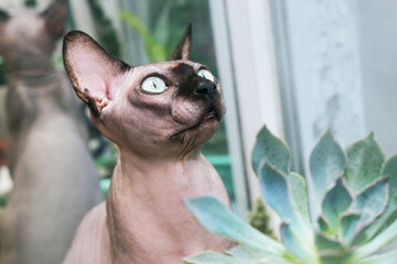 Cat canadian sphynx portrait between domestic plants succulents.
