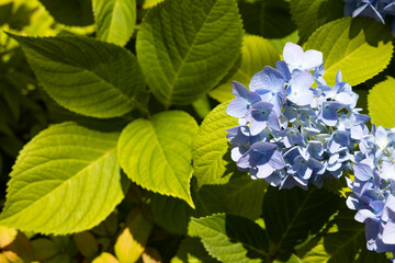 紫陽花