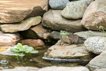 American bullfrog resting by the pond of a backyard water feature