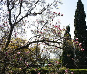 Blooming tree in Vorontsov Castle Crimea peninsula