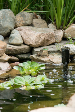 Bullfrog Perched On A Rock At The Edge Of Backyard Water Feature