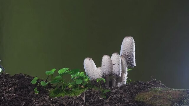 cep Leucocoprinus birnbaumii growing in the forest. (time-lapse)