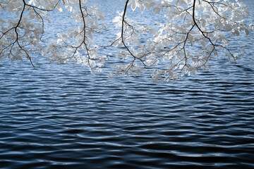 赤外線カメラで撮影した非現実的な風景写真