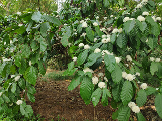 Coffee flowers - Beautiful white flowers of a robusta coffee plant in a plantation