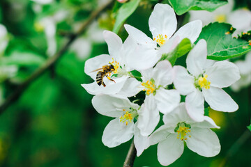 Apple blossom close-up on a green background in the garden. A bee cuddles on white flowers.