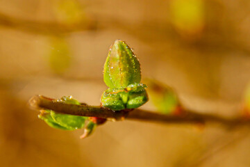 Blatt spriest