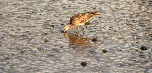 Eastern Curlew Finds The Food with Rainforest