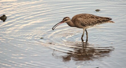 Eastern Curlew Picks Up Small Shell with Rainforest