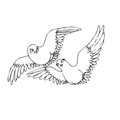 Hand-drawn illustration of a dove. Vector doodle birds isolated on white background for your design of wedding cards, posters, invitations.