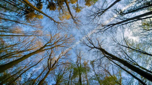 Time lapse: days and nights come and go in a beautiful green forest, with the sun moving across the sky and the treetops getting greener day by day
