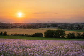 Sunset at Czech Central Mountains in Czech Republic. Purple tansy flowers blooming on a field, rolling hills in background