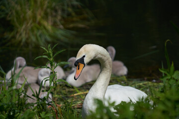 Obraz premium swan on the grass