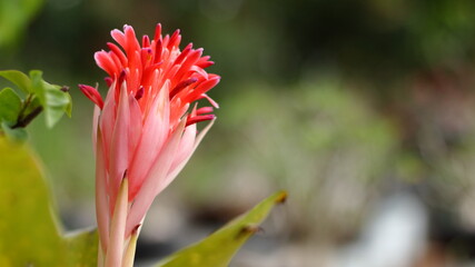 Red bromeliad flower in garden nursery on pink plants background / Aechmea fasciata Bromeliad