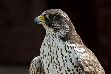 Gerfalke