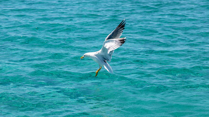 Sea gull over clear blue sea water, food in mouth
