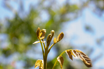 green tree tops that grow wild in the tropical forest