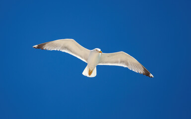 Sea gull flying with open wings, clear blue sky background