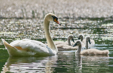 swan on the water