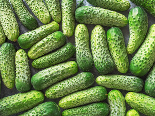 background of young fresh and green cucumbers
