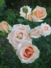 bouquet of roses