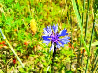 Centaurea cyanus, commonly known as cornflower or bachelor's button. Floral desktop background 