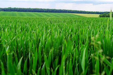 Abundant harvest ahead: A stunning view of lush green wheat fields swaying in the breeze, promising bountiful yield for the farmer