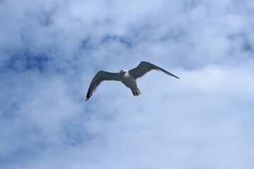 Gliding Seagull