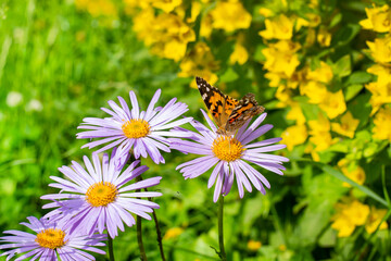 Close up of a butterfly on a flower. Summer day, a butterfly sitting on flowers.