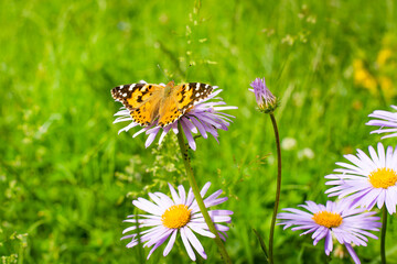 Close up of a butterfly on a flower. Summer day, a butterfly sitting on flowers.