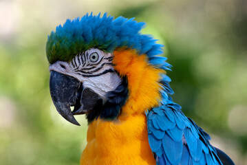 Arara Canindé - Blue-and-yellow Macaw